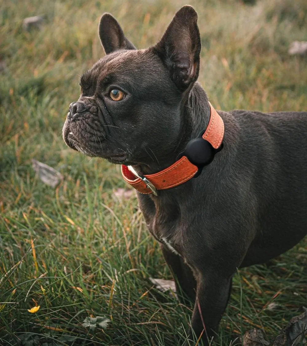 Apple AirTag Silicone Case for Dog or Cat Collar - Blackeng