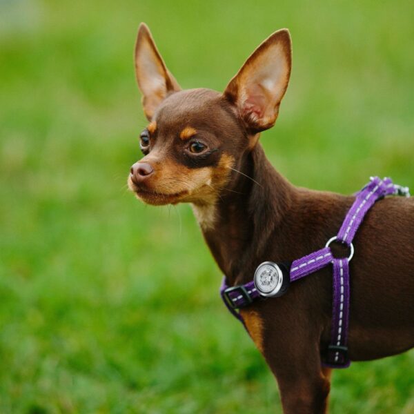 015e54500cbbd040f7bac76b4ee52dc7 UMO21003A pet safety light